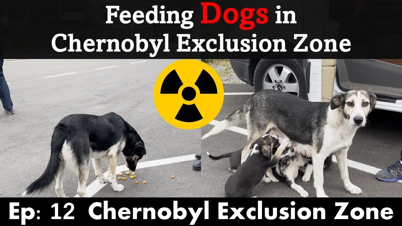 Ep 12 Feeding Dogs in Chernobyl Exclusion Zone