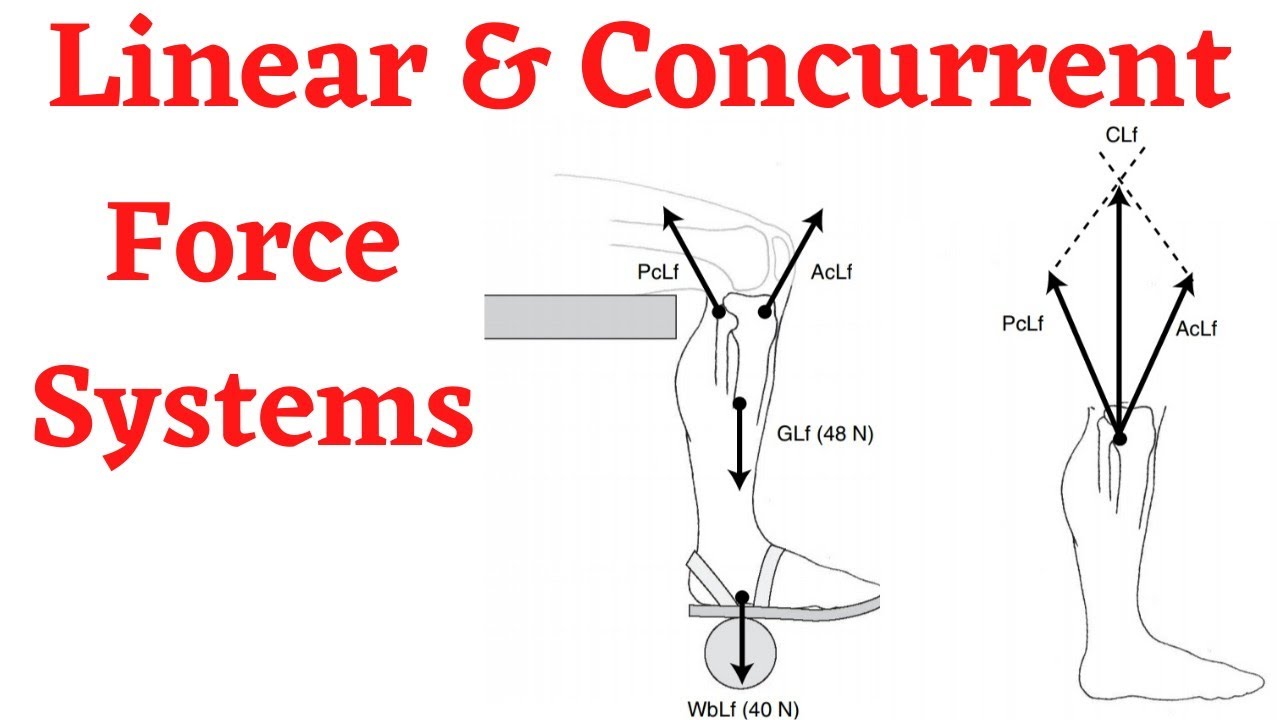 Biomechanics. Translatory Motion In Linear And Concurrent Force Systems.