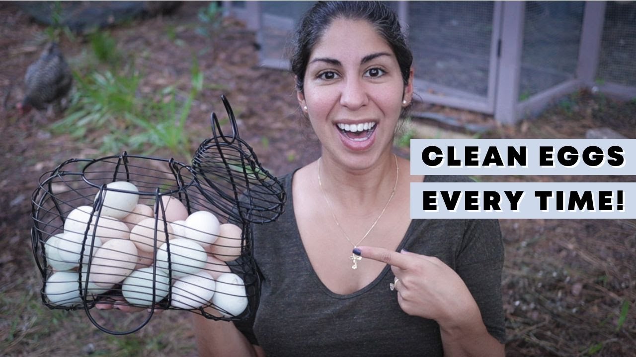 4 SECRETS for Getting Clean Eggs Every Time! (How to get clean eggs from your chickens)