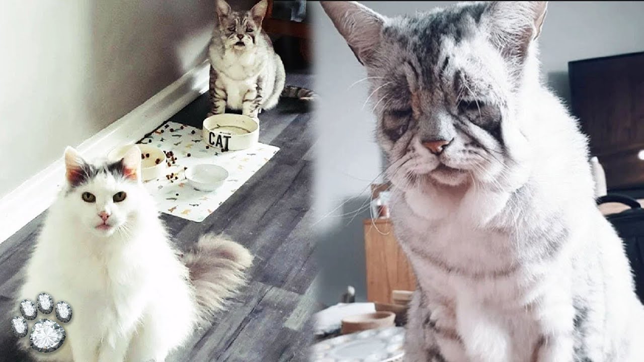 The 2 Year Old Cat Looked 40, He Was Lonely, the Cat Cried All the Time