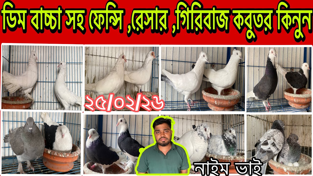 ডিম বাচ্চা সহ ফেন্সি ,রেসার ,গিরিবাজ কবুতর কিনুন। নাইম ভাই 