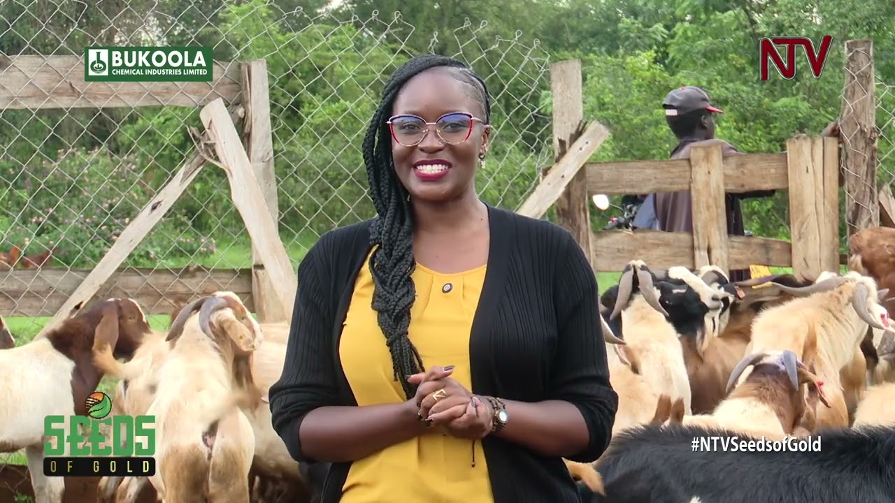 Turning goat farming into a profitable enterprise | SEEDS OF GOLD