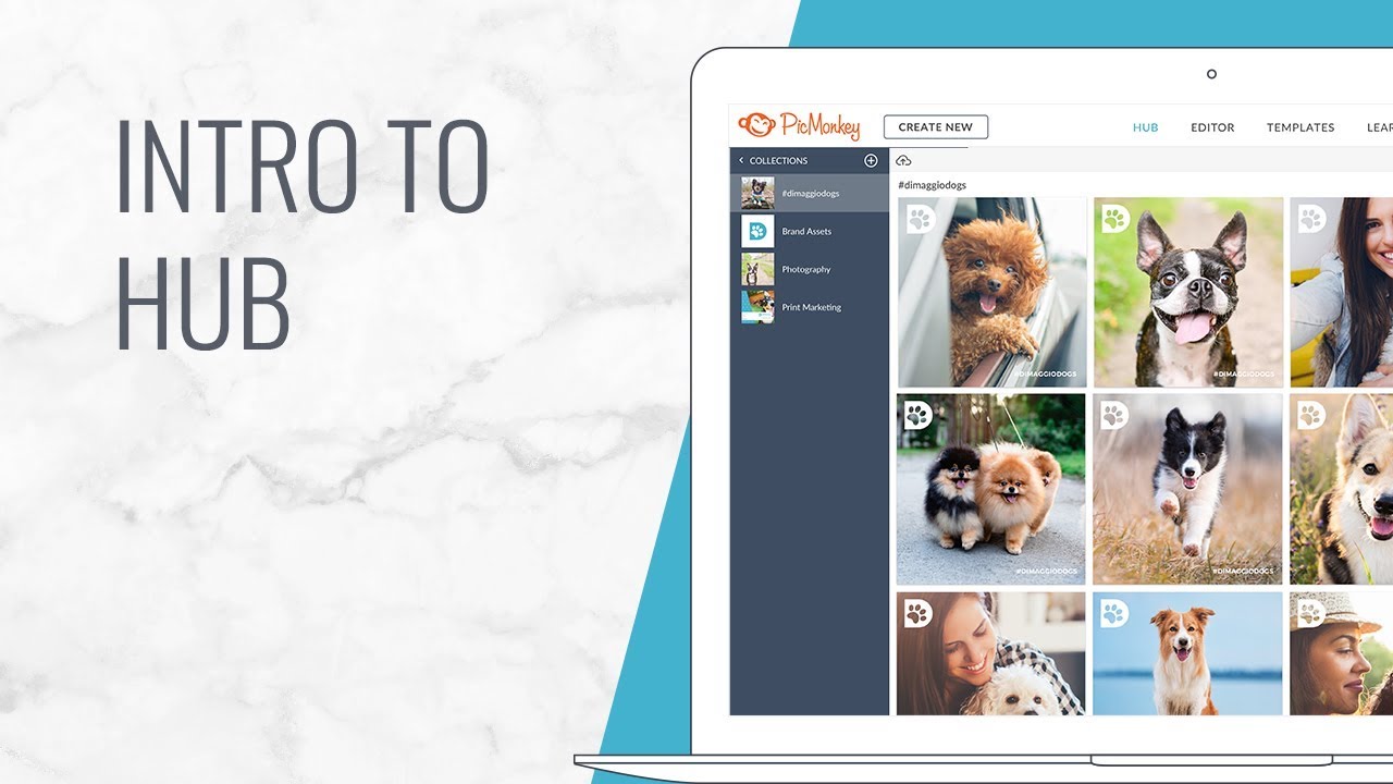 Intro to PicMonkey Hub