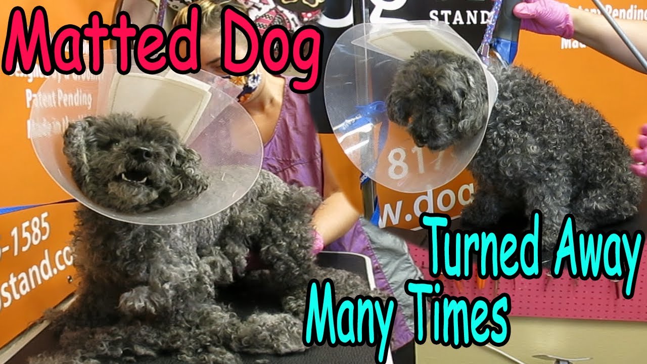 My Dog Was Turned Away By All Groomers Except Dede