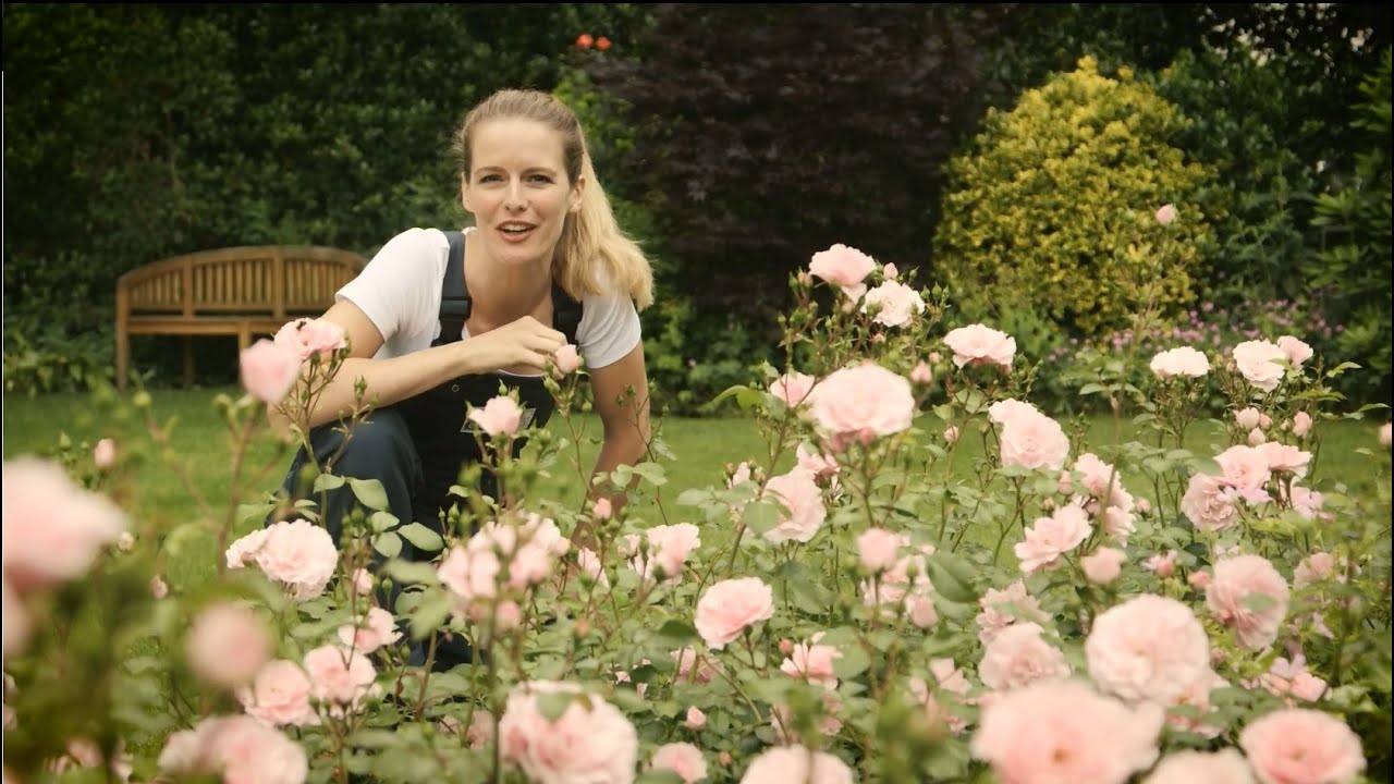 Rozen snoeien