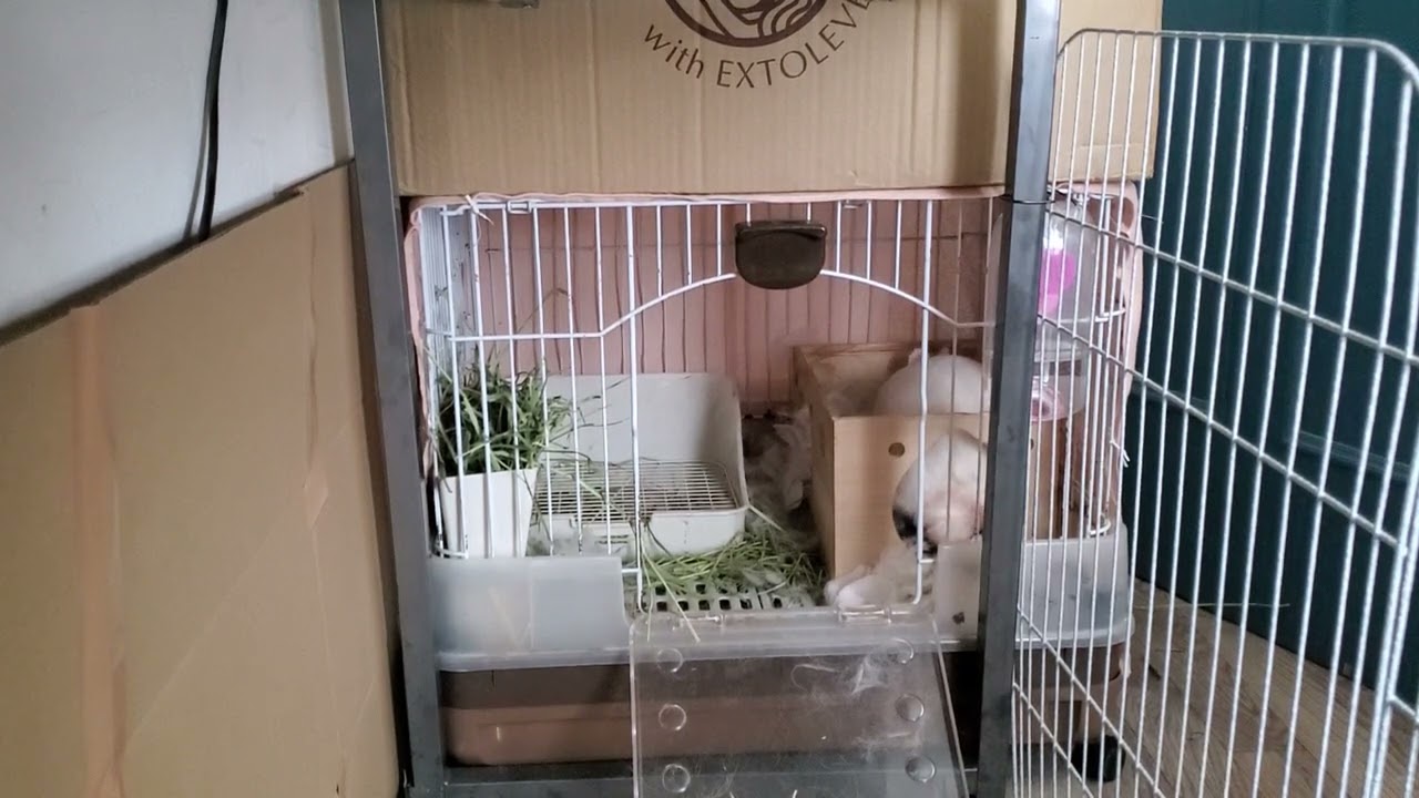 【血液注意】うさぎの出産