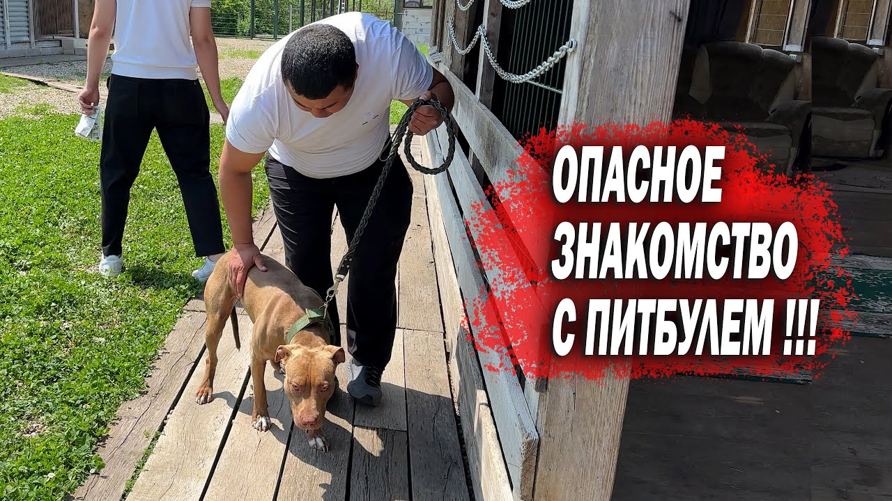 Приехали за ЗЛЫМ Питбулем Глори с Казахстана !!!  Опасное знакомство Питбуля с новыми хозяевами...