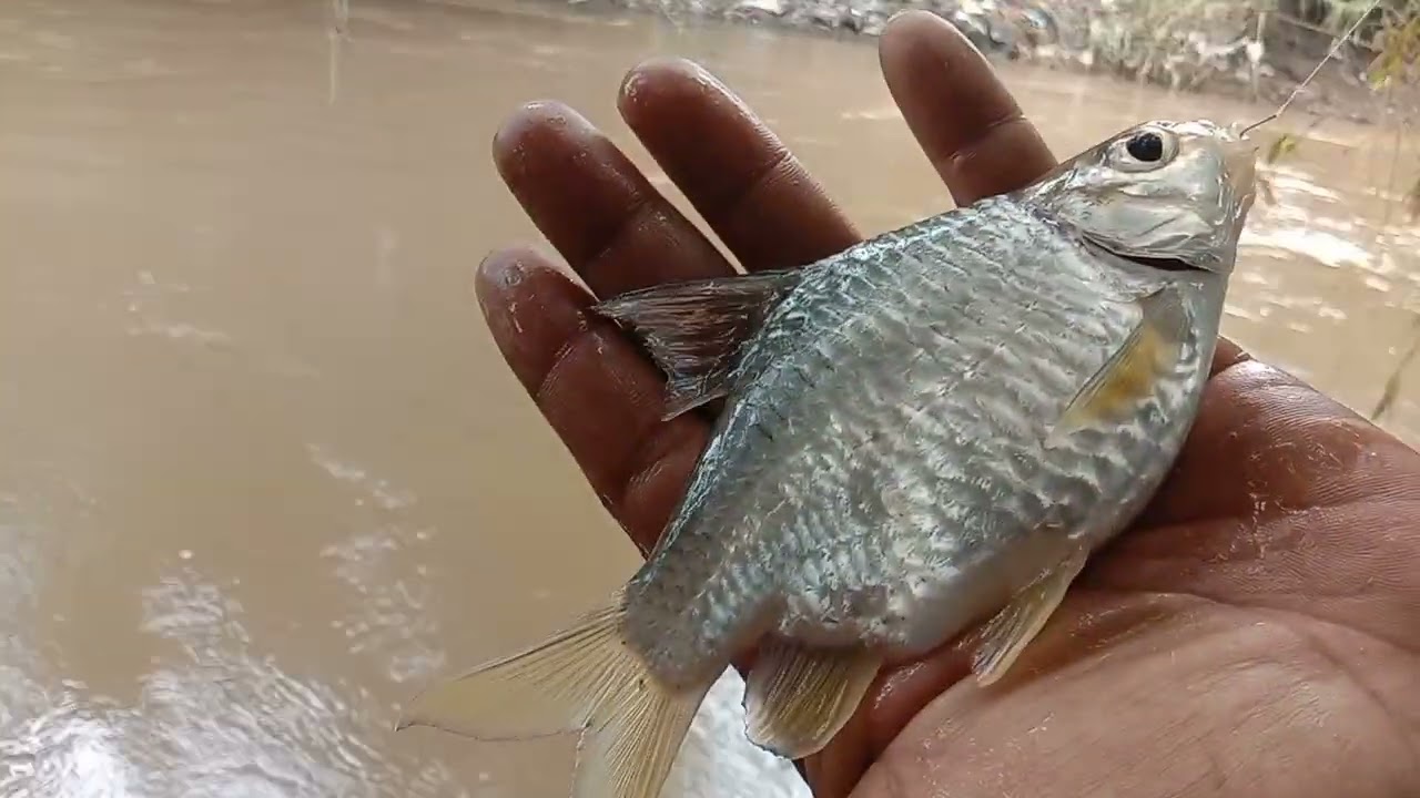 MANCING HARI INI DAPAT IKAN GEMOY//MANCING KEPEK 
