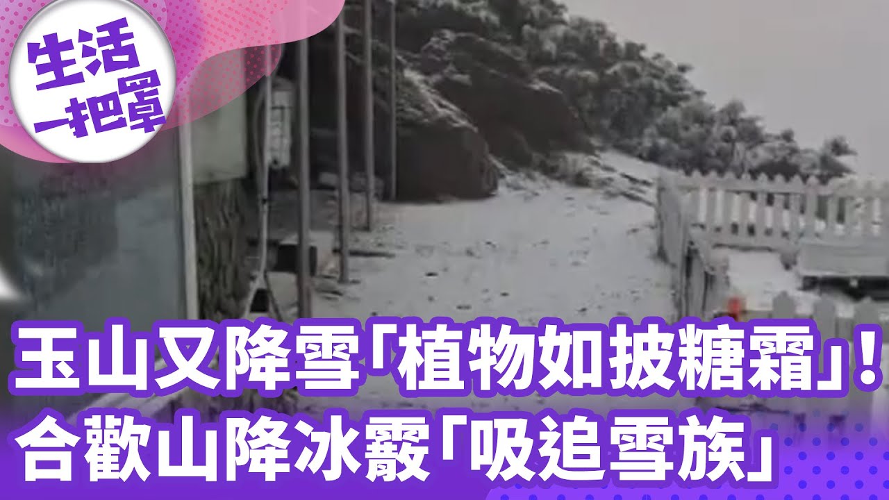 《生活一把罩》玉山又降雪「植物如披糖霜」！ 合歡山降冰霰「吸追雪族」