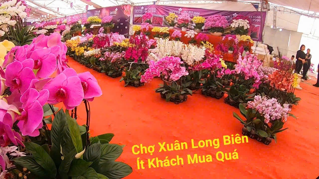 Chợ Hoa Tết 2025 - Tràn Ngập Lan Hồ Điệp Đào Bưởi Hoa giá Rẻ Chợ Hoa Xuân Long Biên