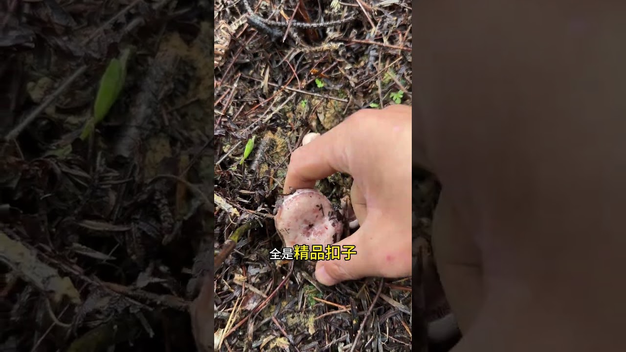 Look the mountains are covered with black fir mushrooms everywhere. They are so beautiful