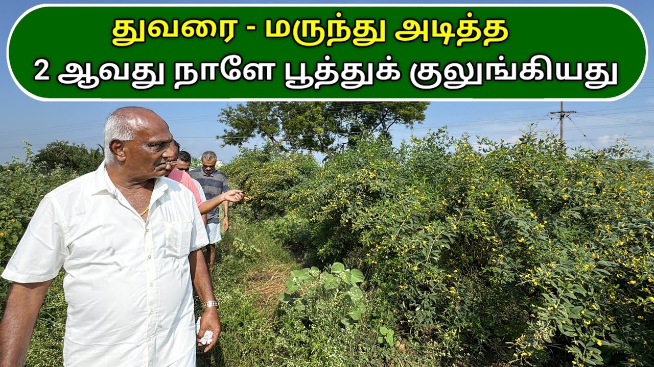 துவரை - மருந்து அடித்த 2 ஆவது நாளே பூத்துக் குலுங்கியது || PONNU'S