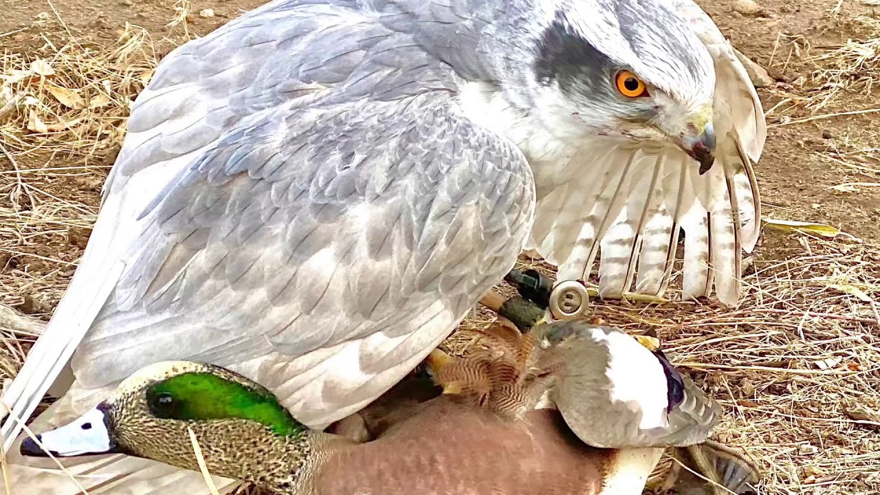 Siberian Goshawks Hunting Ducks