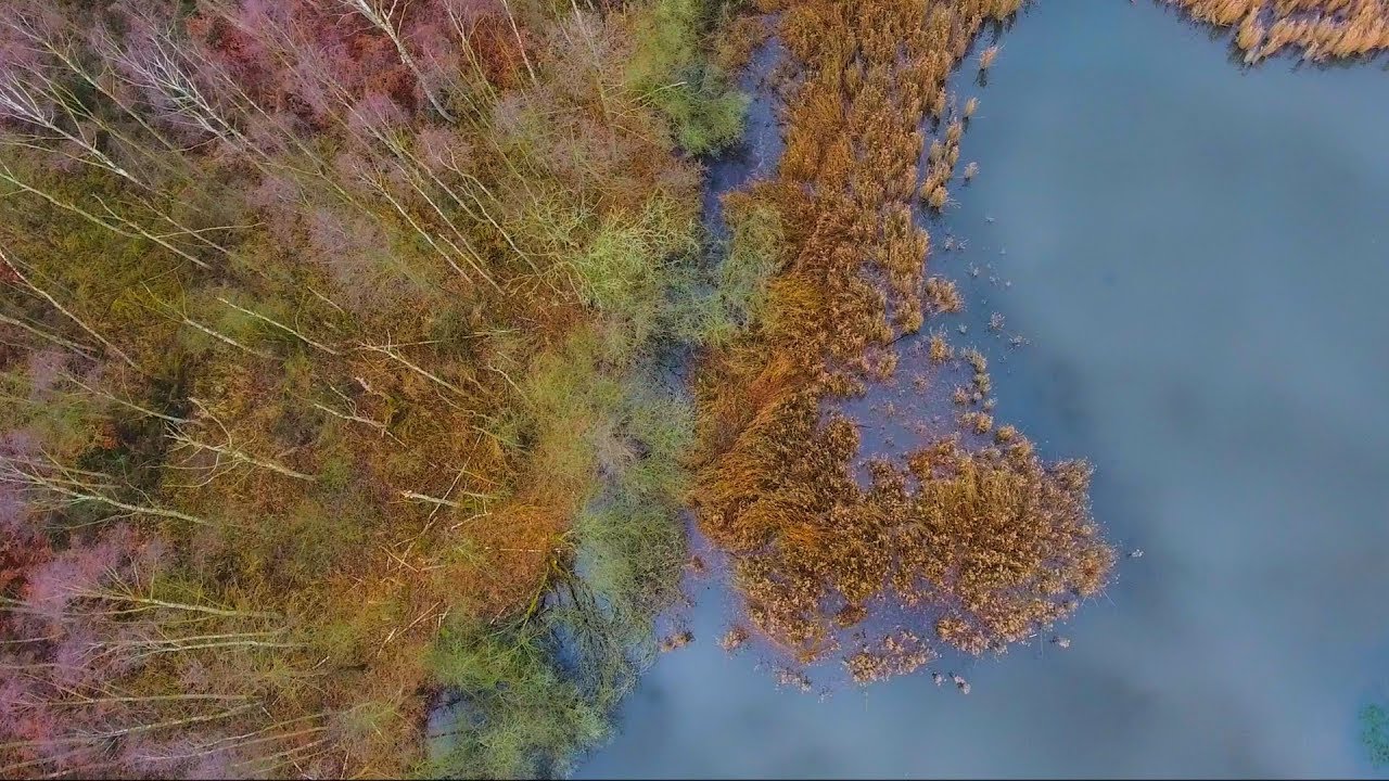 Paysage de la forêt de Raismes (Nord)