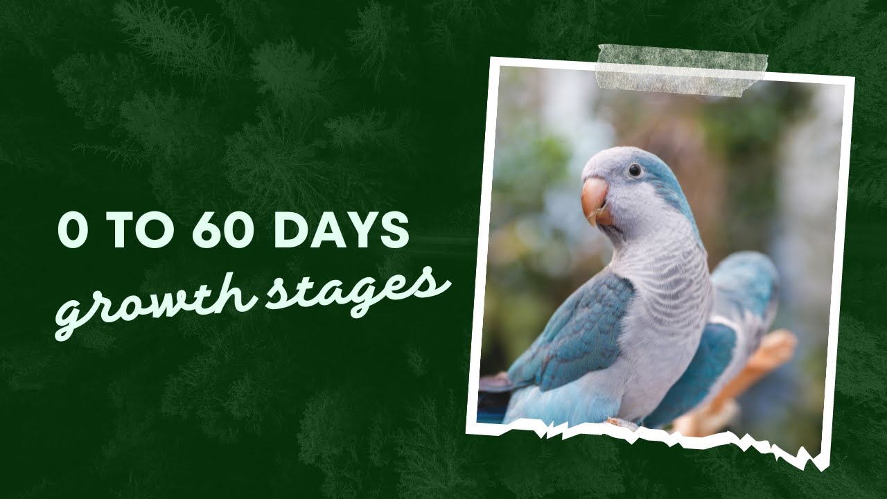 Day 0 To Day 61 | Quaker Parrot Growth Stages | Transformation Video