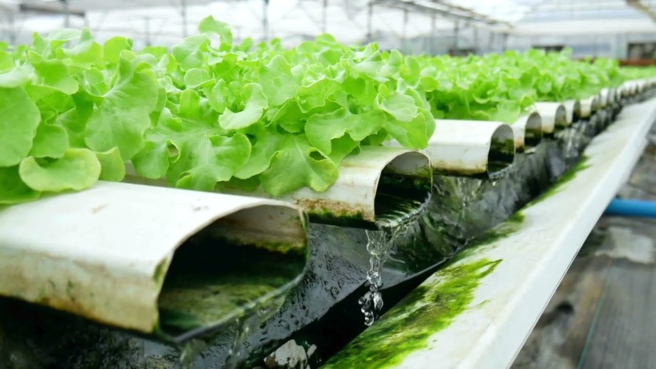 What is Intensive Farming