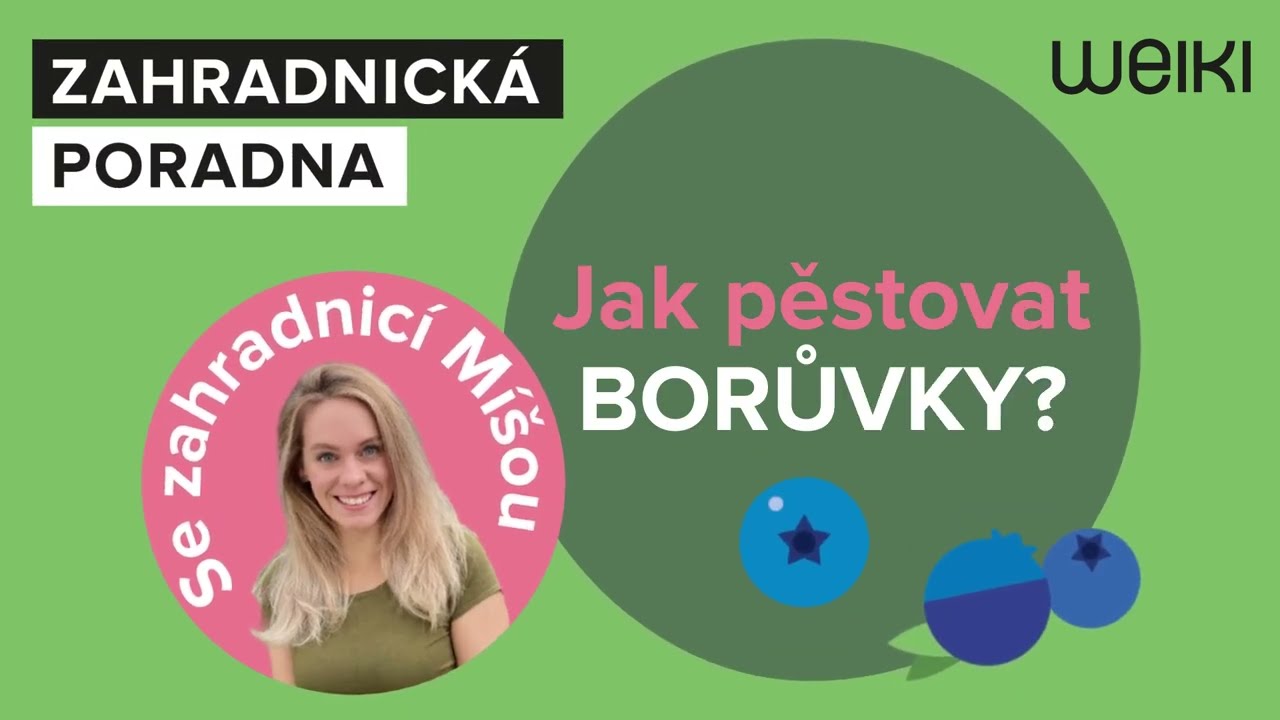 Jak zasadit a pěstovat borůvky? To vám řekne zahradnice Míša Brabcová