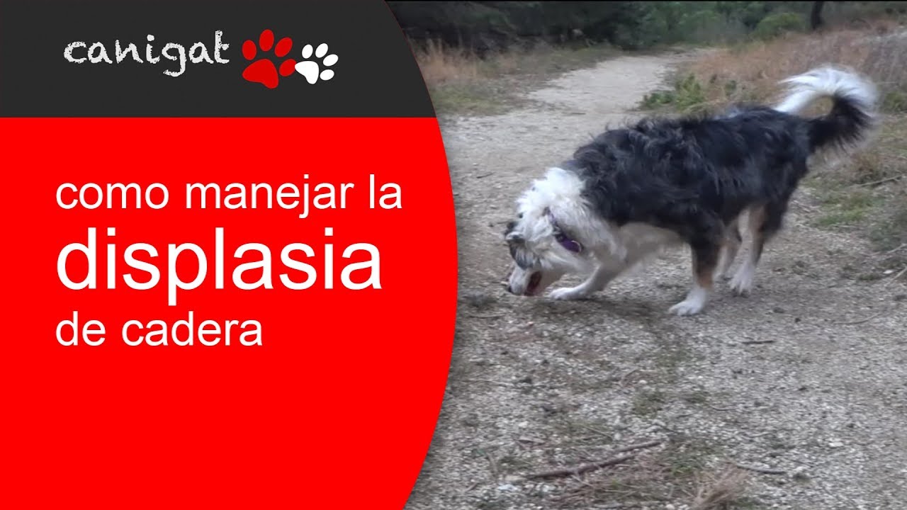 ¿Tu perro tiene displásia? como cuidar la displasia de cadera