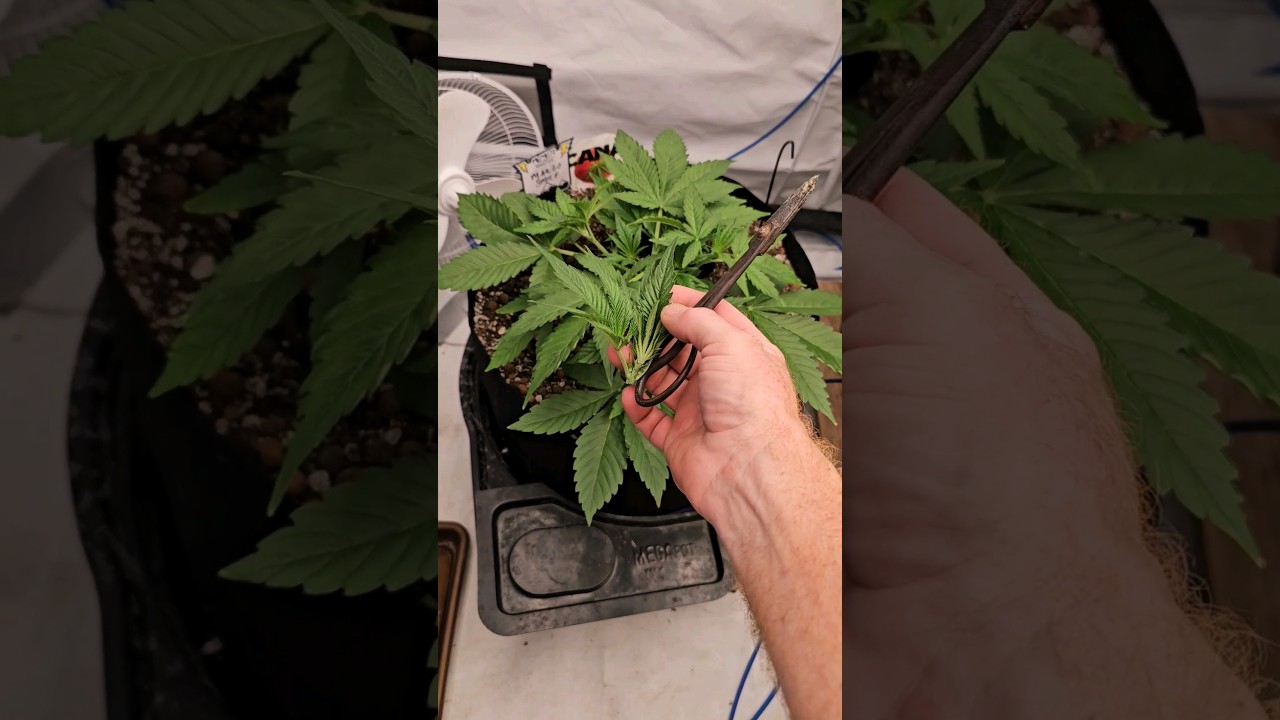 Mephisto Mango Smile Topped day 22 ✂️ #autoflower #training #canastyle #Megapot #Photontek
