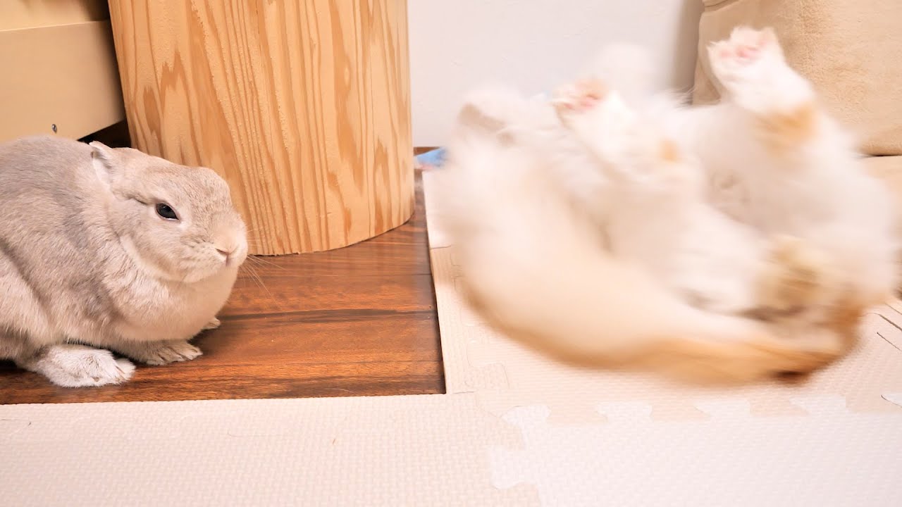 普段とっても穏やかな弟猫がとつぜん謎の奇行を始めドン引きするお姉ちゃんうさぎ