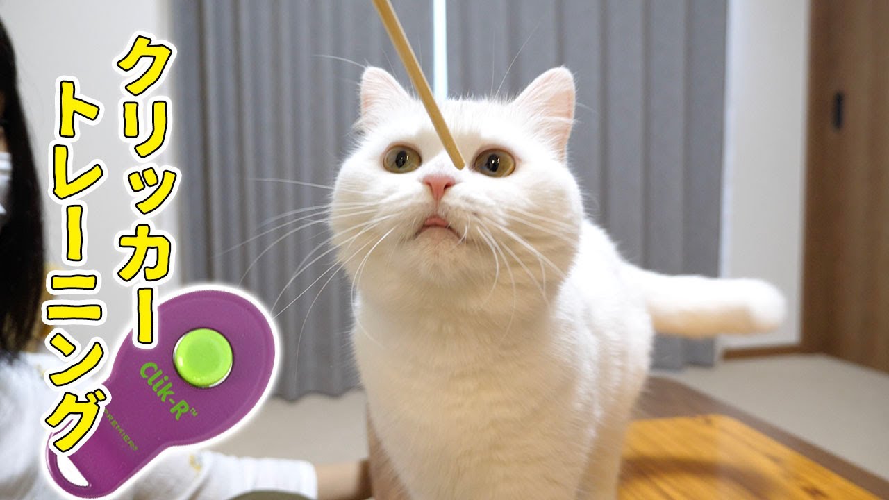 初めてのクリッカーゲーム！うちの子が賢すぎるので見て欲しい！