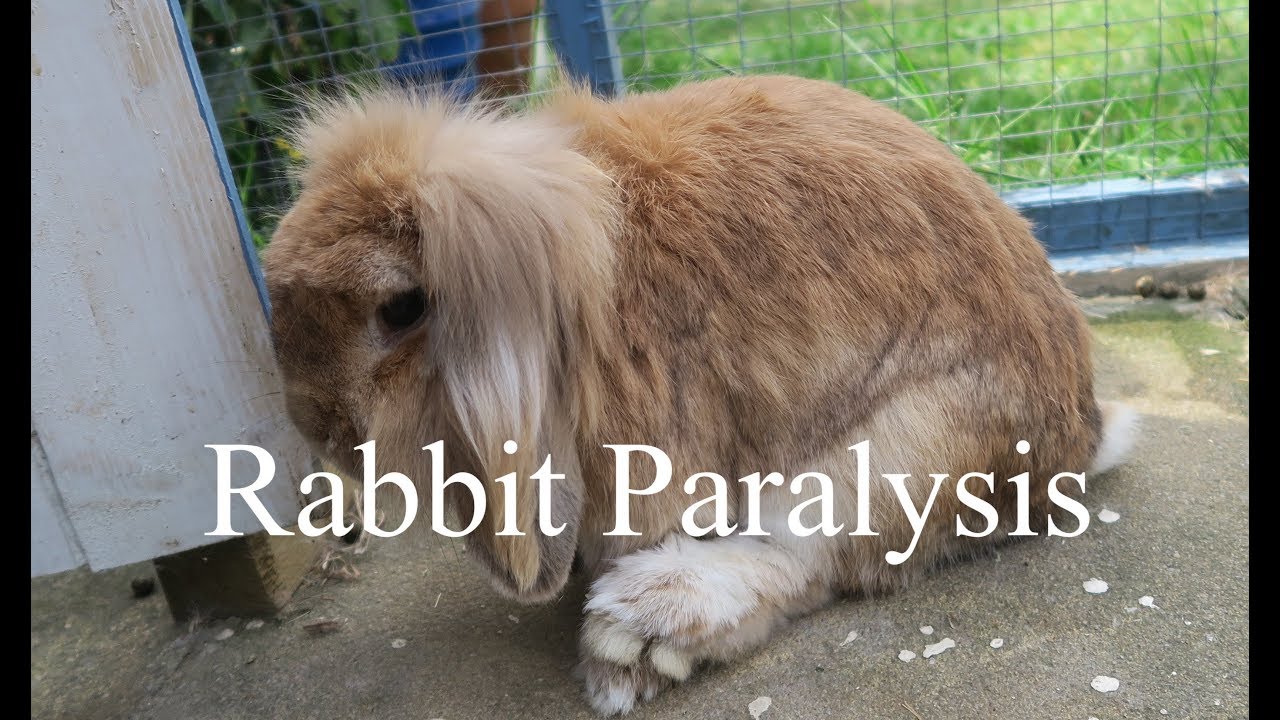 Absolem is ill, Rabbit paralysis