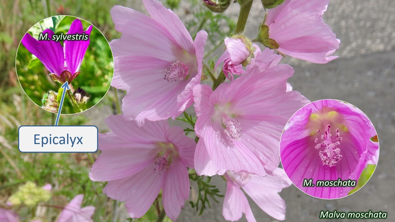 Malvaceae - UK wildflowers - Five-minute families