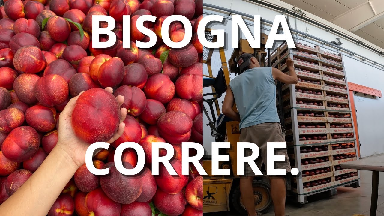 TANTO DURO LAVORO!! SPEDIAMO la FRUTTA nei MERCATI !