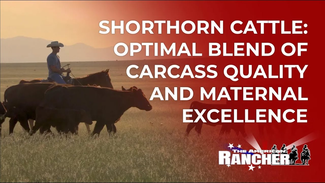 Шортгорнская порода крупного рогатого скота: оптимальное сочетание качества туши и материнского с...