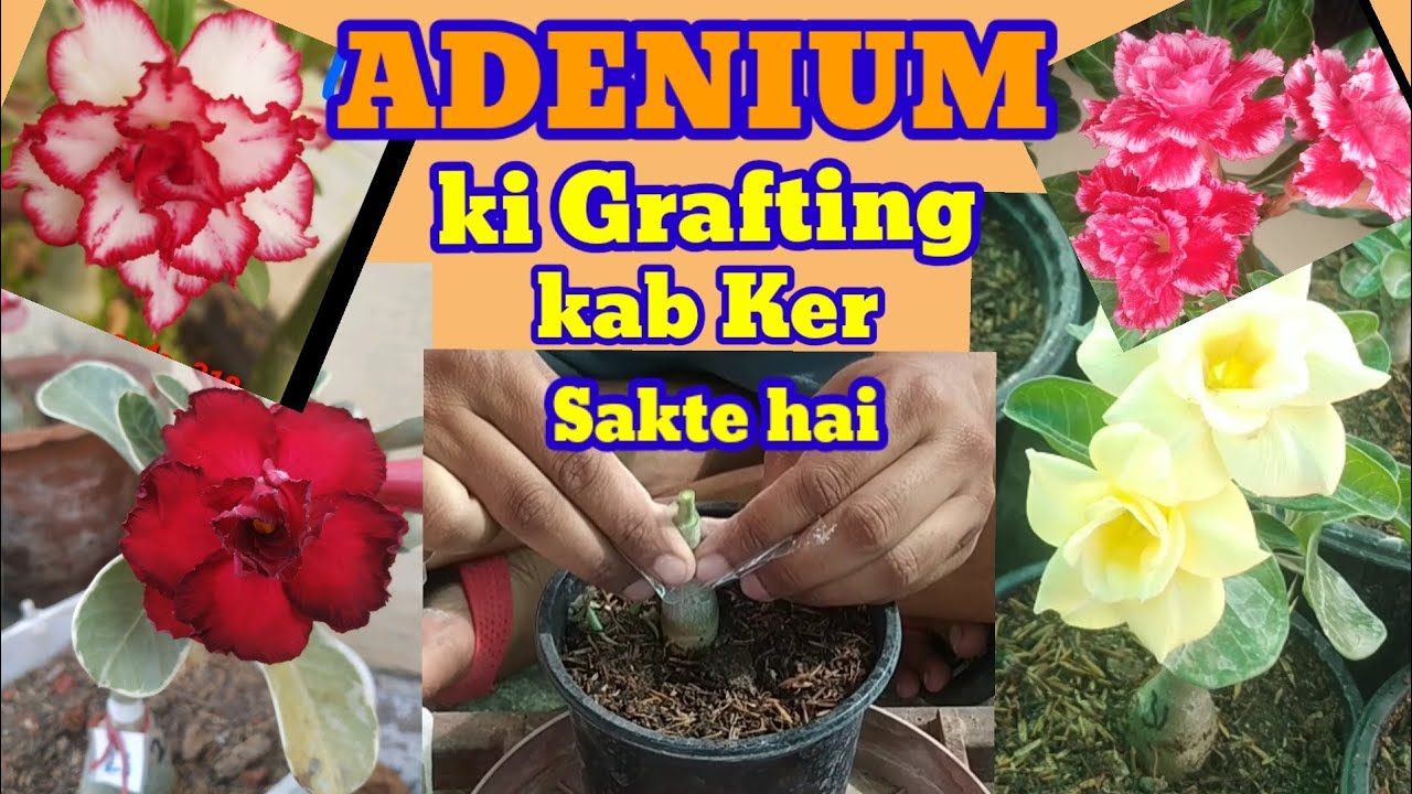 ADENIUM Ki Grafting Kab Ker Sakte Hai !! After & Before Grafting Care@terracegardenwithadenium2098