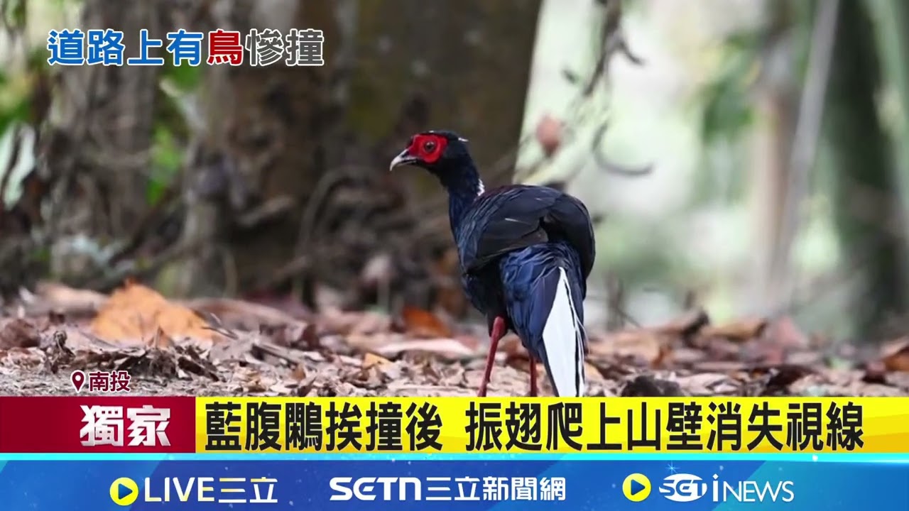 省道開車猝不及防 藍腹鷴飛起撞車 無恙逃逸 武嶺附近省道見山羌母子漫步 民眾驚喜｜三立新聞網 SETN.com
