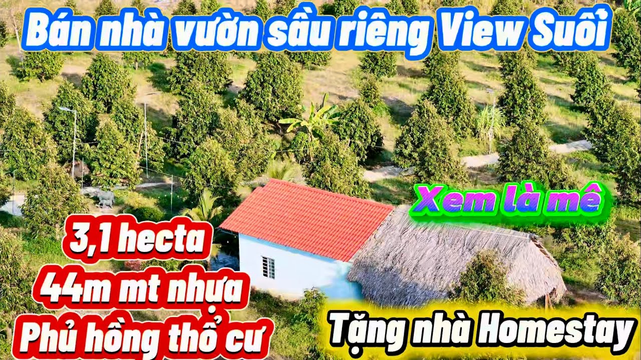 View nghỉ Dưỡng với vườn Sầu Riêng 3,1 hec siêu đẹp. 44m mt nhựa phủ hồng thổ cư, view suối.💰387Tr/S