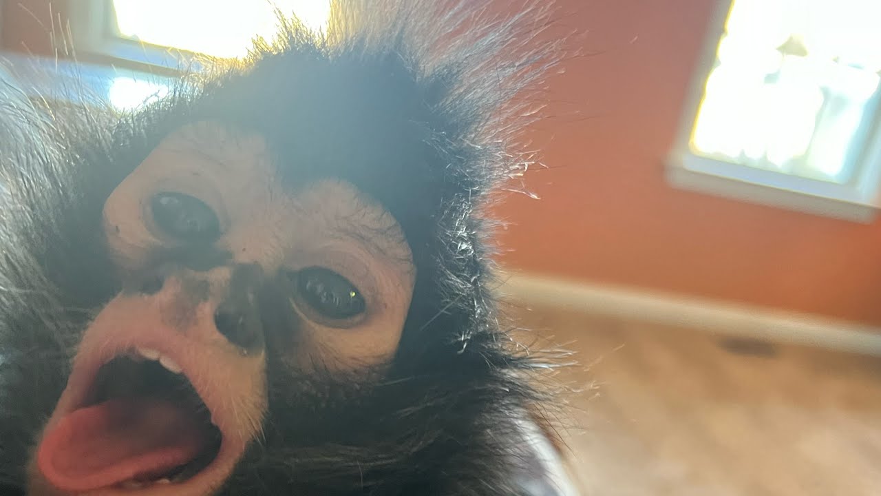 Spider monkey and dogo’s playing 😆