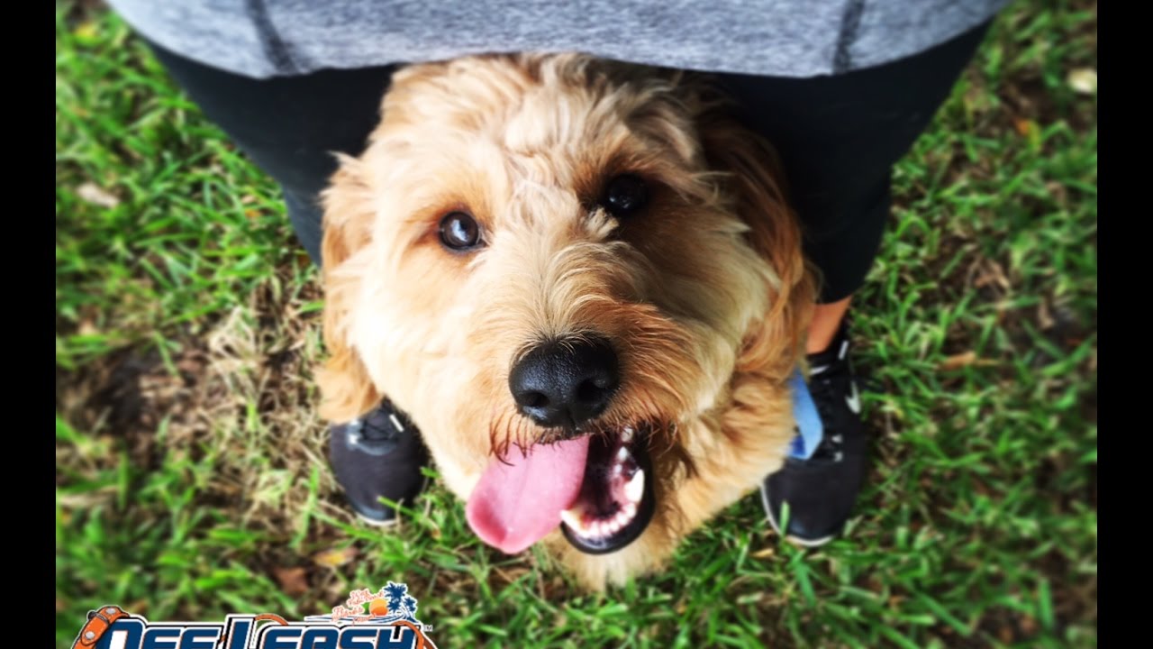 1YR OLD MINI GOLDENDOODLE, 'MAVERICK', 2 WEEK BOARD AND TRAIN PROGRAM