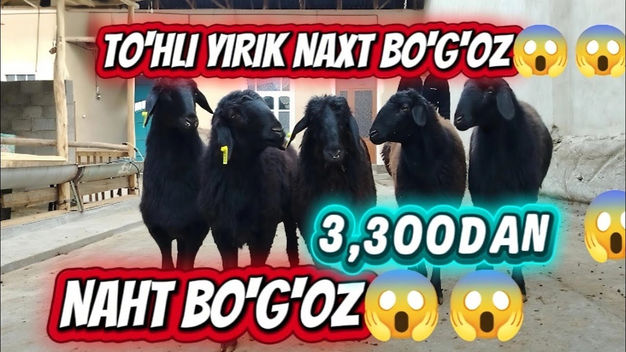 TO'HLI BO'G'OZ SOVLIQ TO'HLI QO'ZI NAHT YIRIK BO'G'OZ 3,300DAN 😱😱