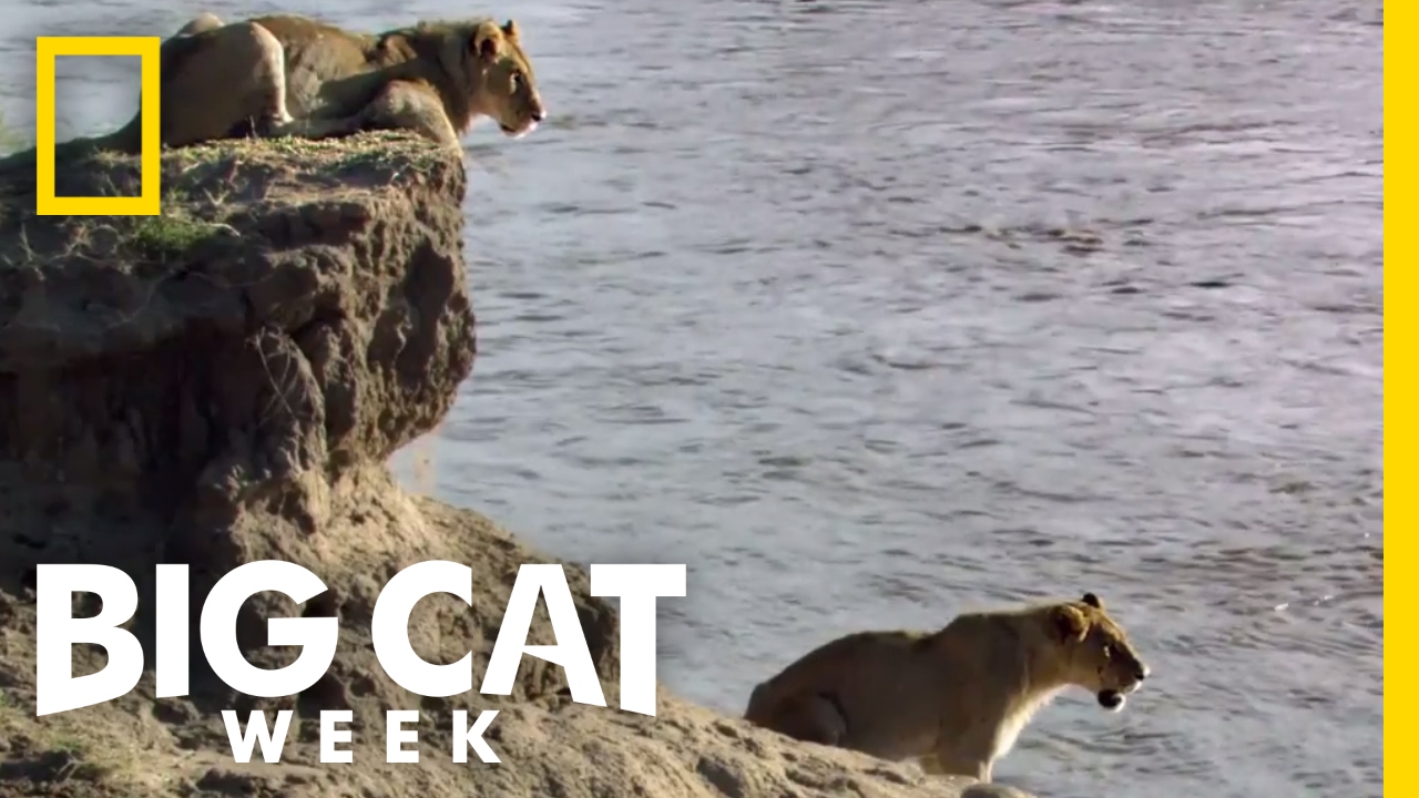 A Dangerous River Crossing | Big Cat Week