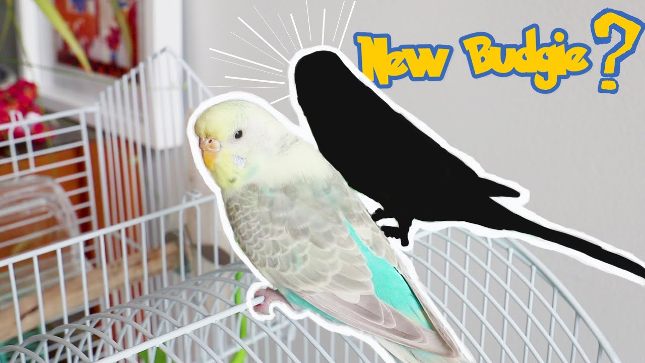 Bird cage tour 🐤 + new budgie joining the family💕!