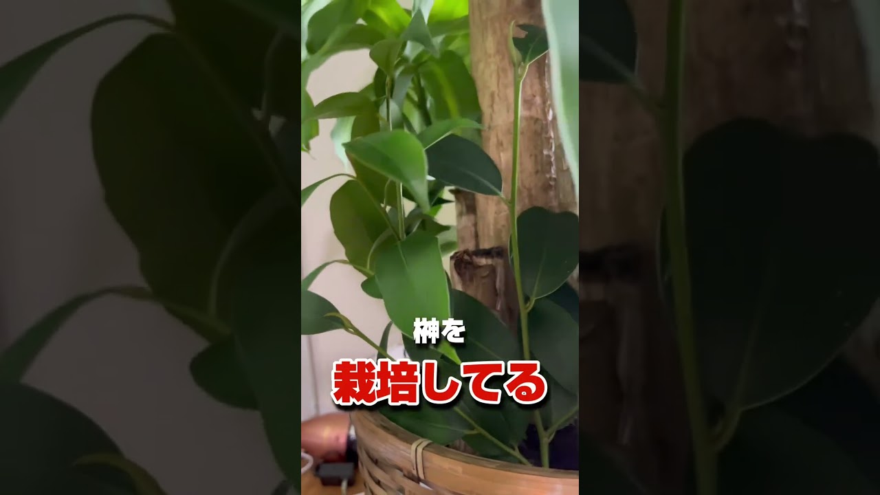 神棚の榊を家庭栽培