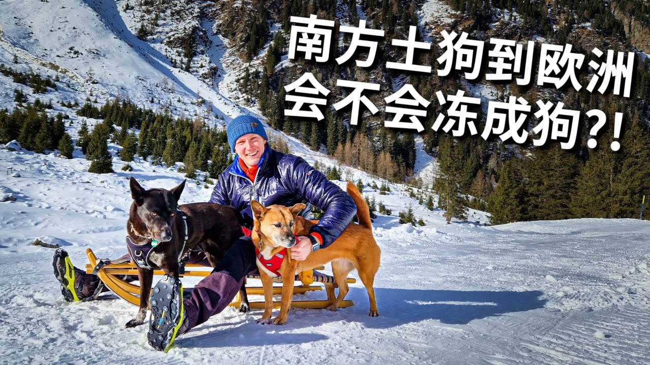 两只南方土狗在欧洲玩雪会怕冷吗？雪地里狗狗们四轮驱动也太可爱了！呆萌的中华田园犬 Sledding with Chinese Dogs Vlog [4k]
