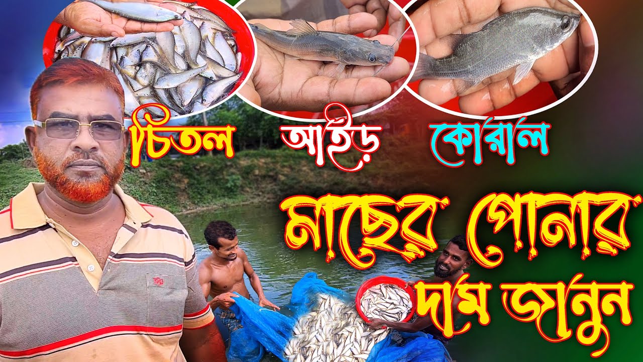 চিতল, কোরাল, আইড় মাছের পোনার দাম। মাছের পোনা কোথায় পাবেন। maser ponar dam