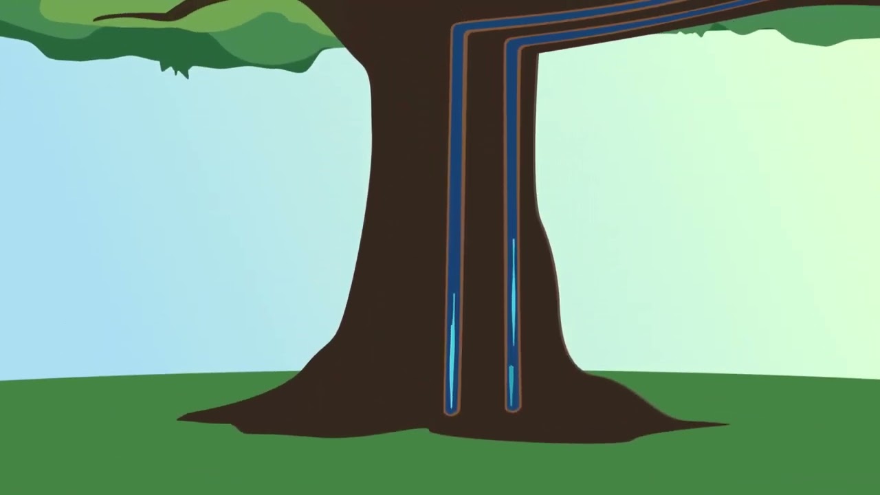 Twittering Tree - Wie ein Baum seine Blätter mit Wasser versorgt, Animation (Kinder)