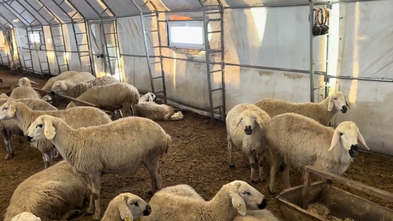 Zorlu kış günlükleri 