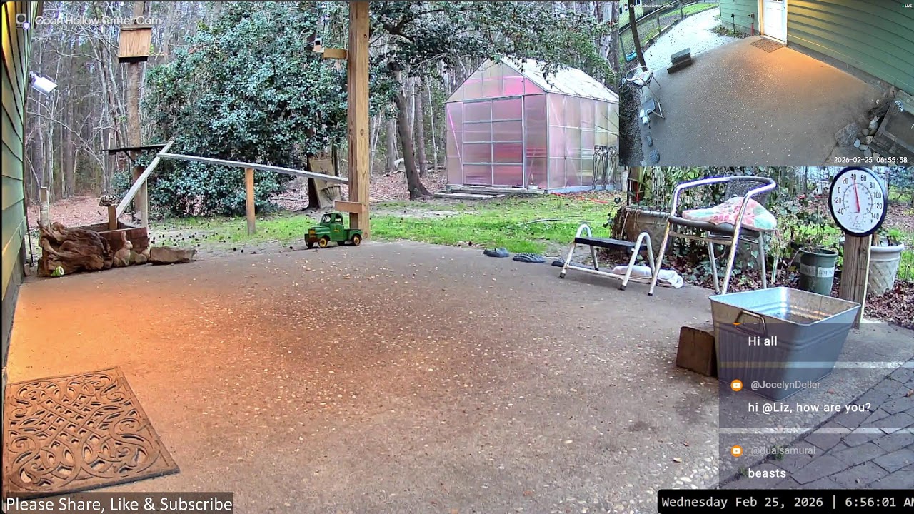 LIVE Nighttime with Raccoons, Opossums, Foxes, Cats in South Carolina Feb 24-25, 2026