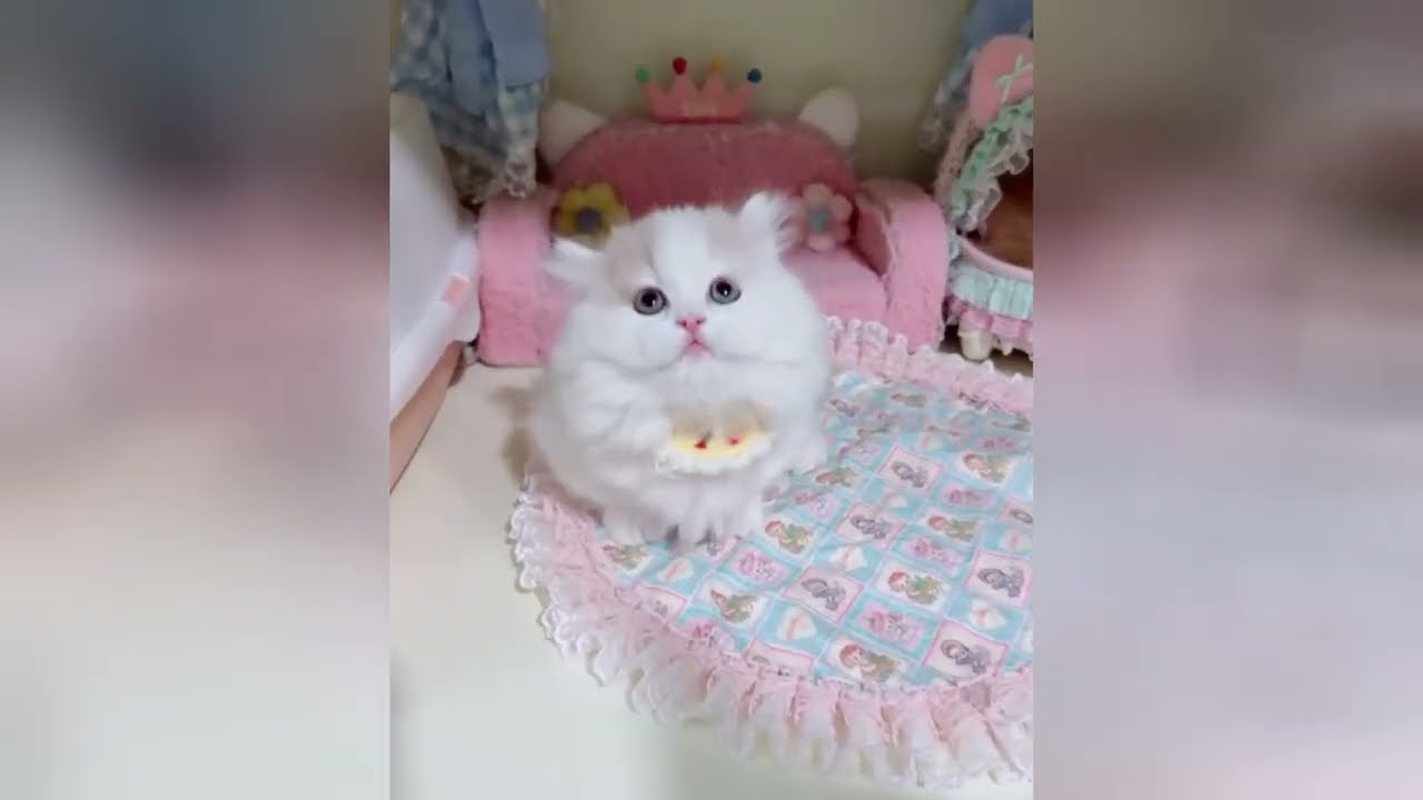 Kittens make the world a much softer place to live