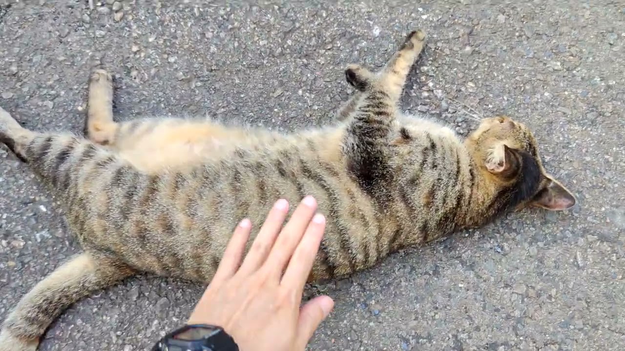 20250927 中興新村 貓貓