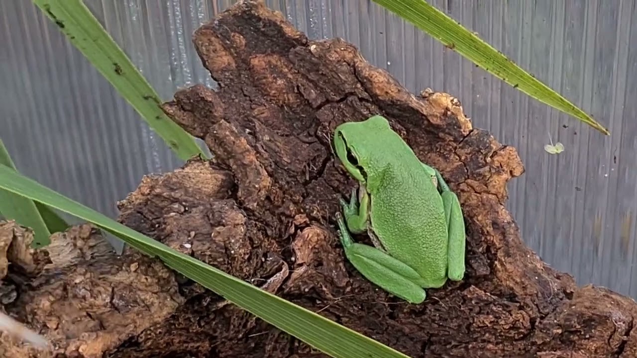 UK green house with European green tree frogs