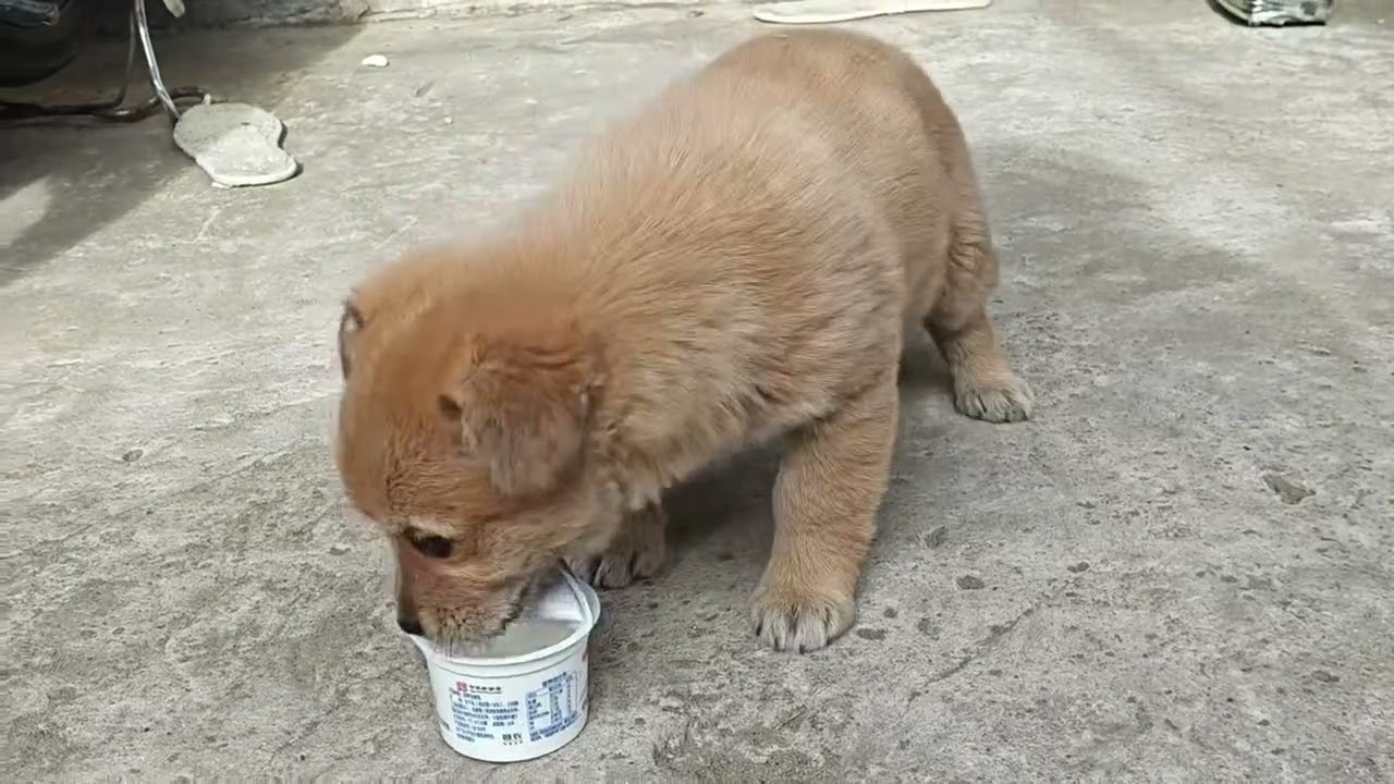 流浪小狗被收养，现在的生活太幸福The stray puppy was adopted, and now it lives a very happy life.
