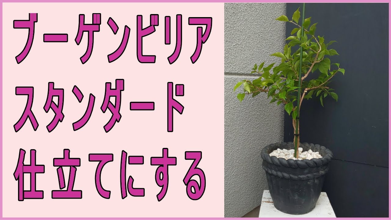 私流ブーゲンビリアのスタンダード、トピアリー仕立て