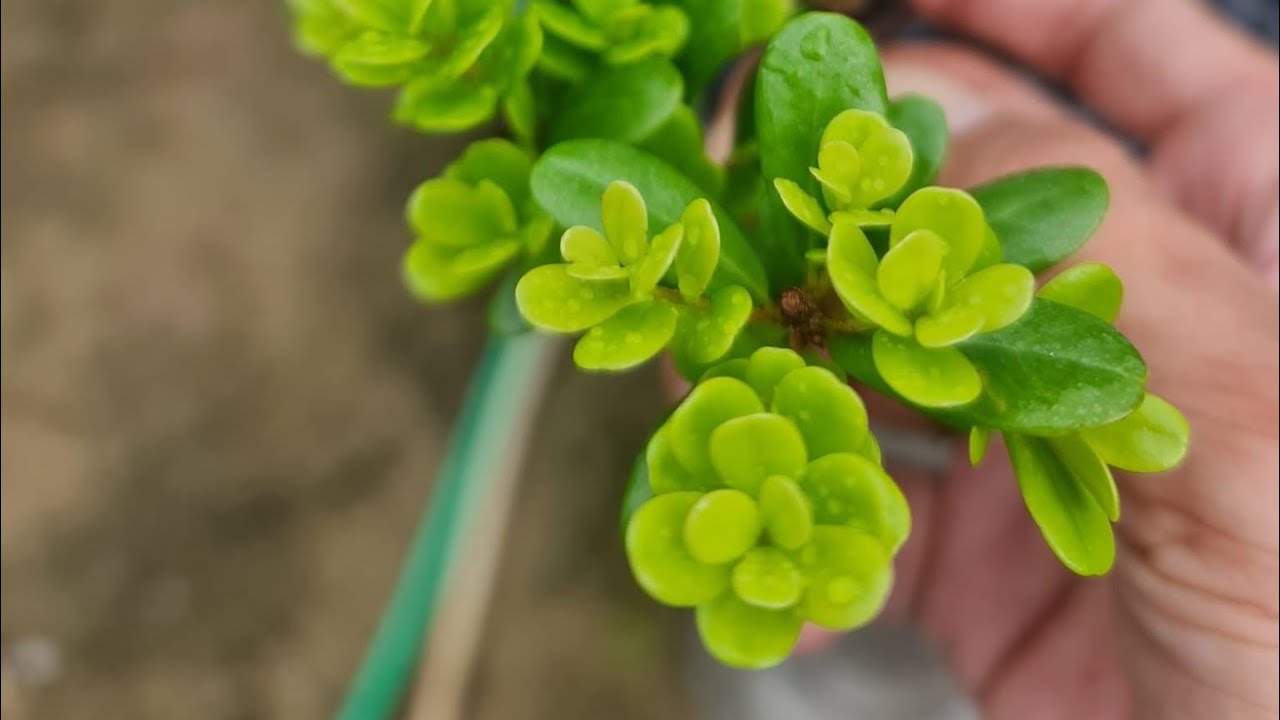 LÀM SAO ĐỂ ĐỊNH GIÁ CÂY HẢI CHÂU KHI MUA