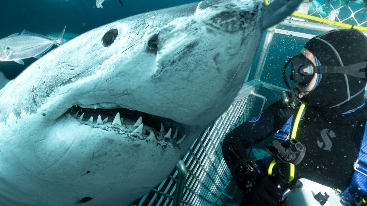 Buceo con TIBURONES BLANCOS a 30 MTS de PROFUNDIDAD en AUSTRALIA 🇦🇺🦈 &iquest;Los TIBURONES M&Aacute;S PELIGROSOS?😱